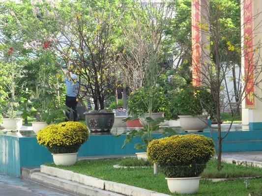 Hoa xuân của Nhà máy TL. KTC Khánh Hòa