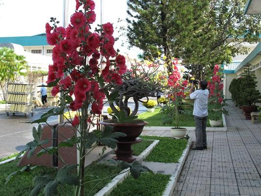 Hoa Mãn đình hồng (Photo: Đức Thảo)